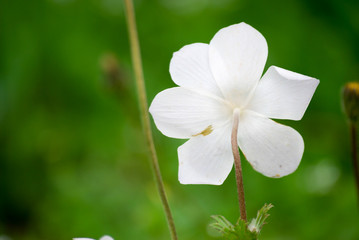 Back side of white flower blur background