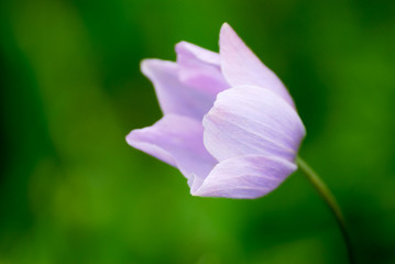Purple Flower looking left side front of blur background