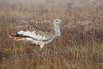 Great Bustard, Otis tarda, Hungary, Europe