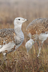 Great Bustard, Otis tarda, Hungary, Europe