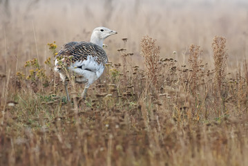 Great Bustard, Otis tarda, Hungary, Europe
