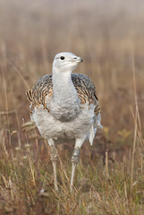 Great Bustard, Otis tarda, Hungary, Europe