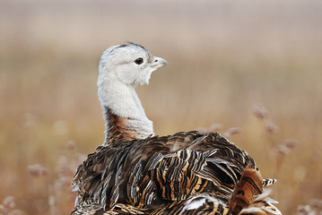 Great Bustard, Otis tarda, Hungary, Europe
