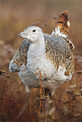 Great Bustard, Otis tarda, Hungary, Europe