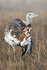 Great Bustard, Otis tarda, Hungary, Europe