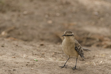 bird