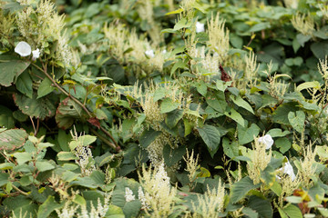 Asian knotweed (Fallopia japonica)