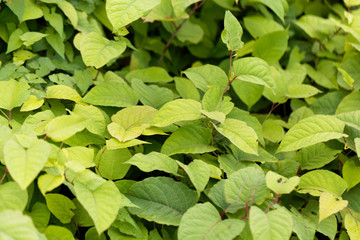 Asian knotweed (Fallopia japonica)