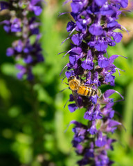 Penstemon and Bees