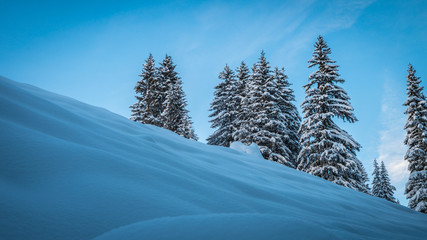 Tree coverd with snow during winter in europe