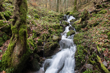 forest brook black forest germany