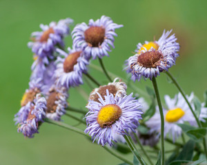 Purple Mountain Beauty