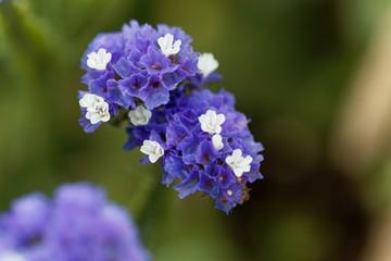 Obraz premium Sea lavender (Limonium sinuatum)