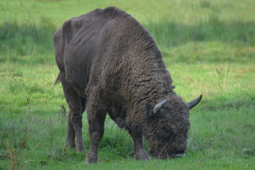 Aurochs