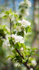 Beautiful spring flowers in beautiful spring field