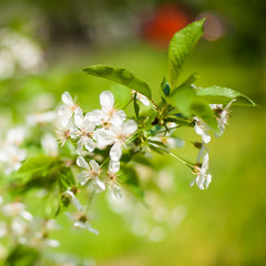 Beautiful spring flowers in beautiful spring field