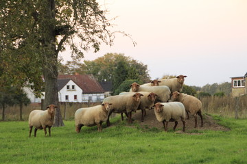 Naklejka na ściany i meble Sheep Family