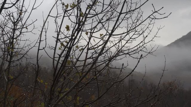 Autumn, the branch of a tree with drops of rain and yellow leaves. Clouds