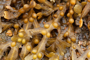 Bladder wrack (Fucus vesiculosus)