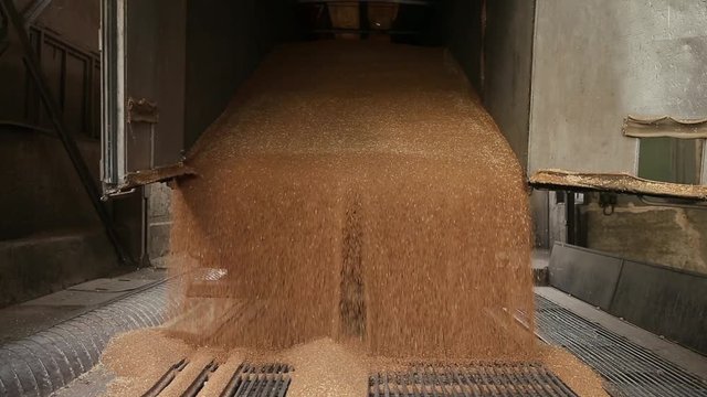 Wheat is unloaded from a truck at a flour mill. Wheat is strewing. Unloading of wheat grain. Flour mill production stage. Transportation of wheat in a truck to a mill. Granary in the milling plant.