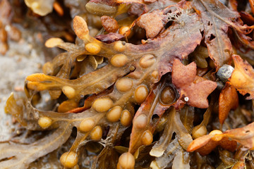 Bladder wrack (Fucus vesiculosus)