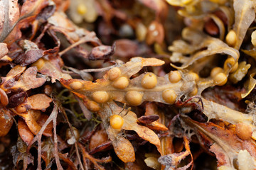Bladder wrack (Fucus vesiculosus)