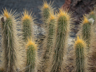 Kakteen auf Lanzarote
