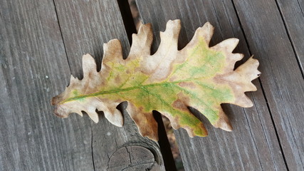 leaf