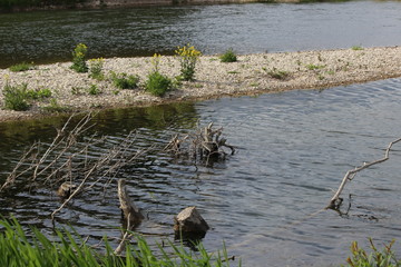 renaturierte Donau Binzwangen