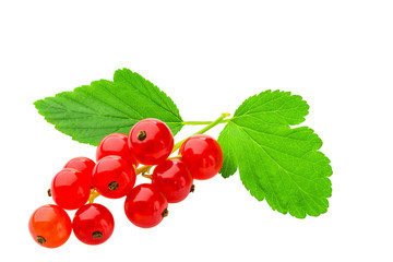 red currant berries isolated
