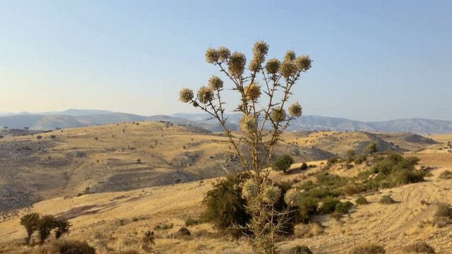 Agrimony at mountains background