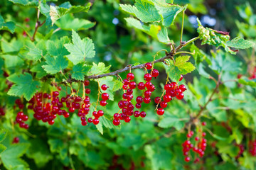 Red currant berries on the bush