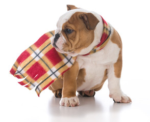 dog dressed for winter