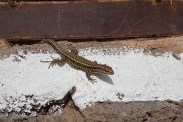 lizard mountain marrakesh