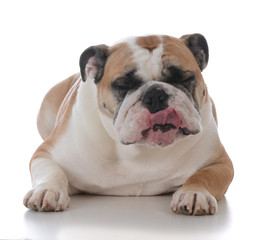 female english bulldog