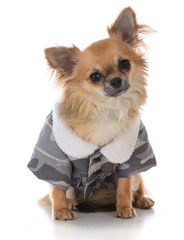 male long coat chiuhuahua