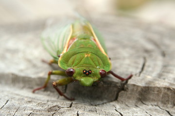 Green Grocer Cicada 'Cyclochila australasiae' close-up