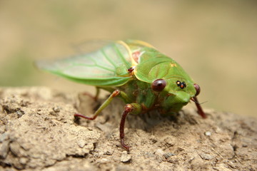 Green Grocer Cicada 'Cyclochila australasiae' macro