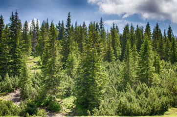 Fototapeta na wymiar Slender green trees in the forest