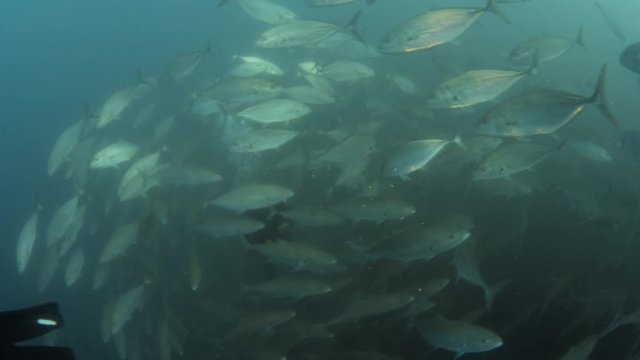 A long underwater shot of a scuba diver getting into the midle of a school of fish.