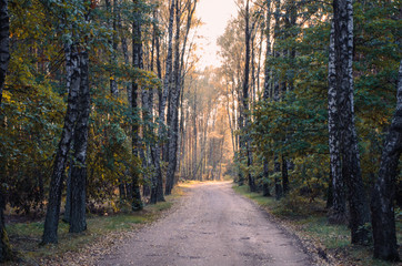 Obraz premium Autumn Forest road during sunset