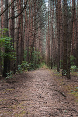 Forest path among trees cloudy day