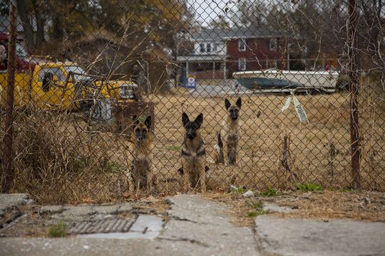german shepherds