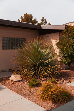 Round Desert Bush in Desert Town