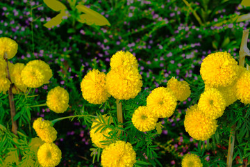 Marigold flower in the garden