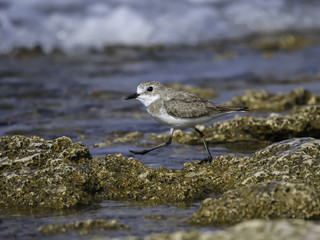 Greater Sand Plover Walking