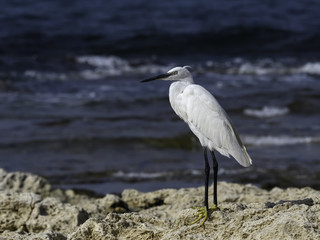 Little Egret Close-up Portrait