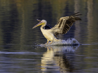 White Pelican Landing on Water
