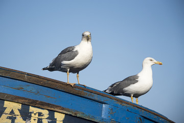 Pair of gulls perched on bow of blue fishing boat