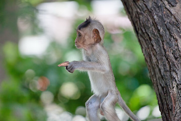 可愛いサル